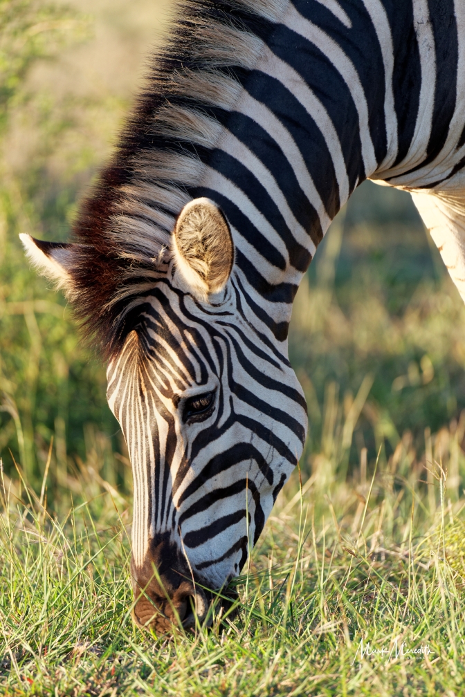 Zebra in  Kruger National Park